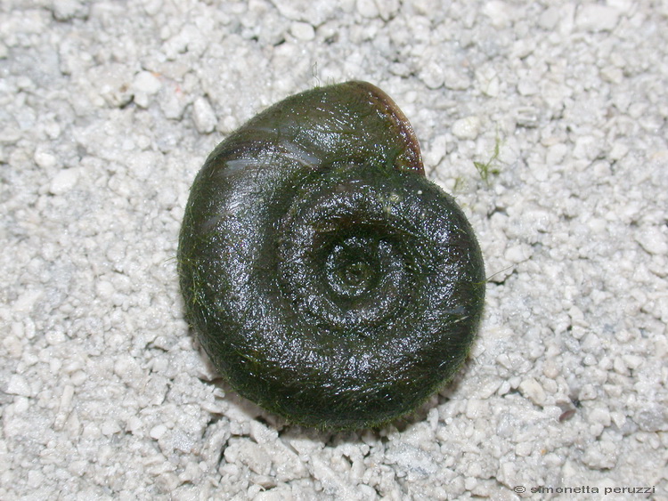 Gasteropoda dal laghetto degli anfibi